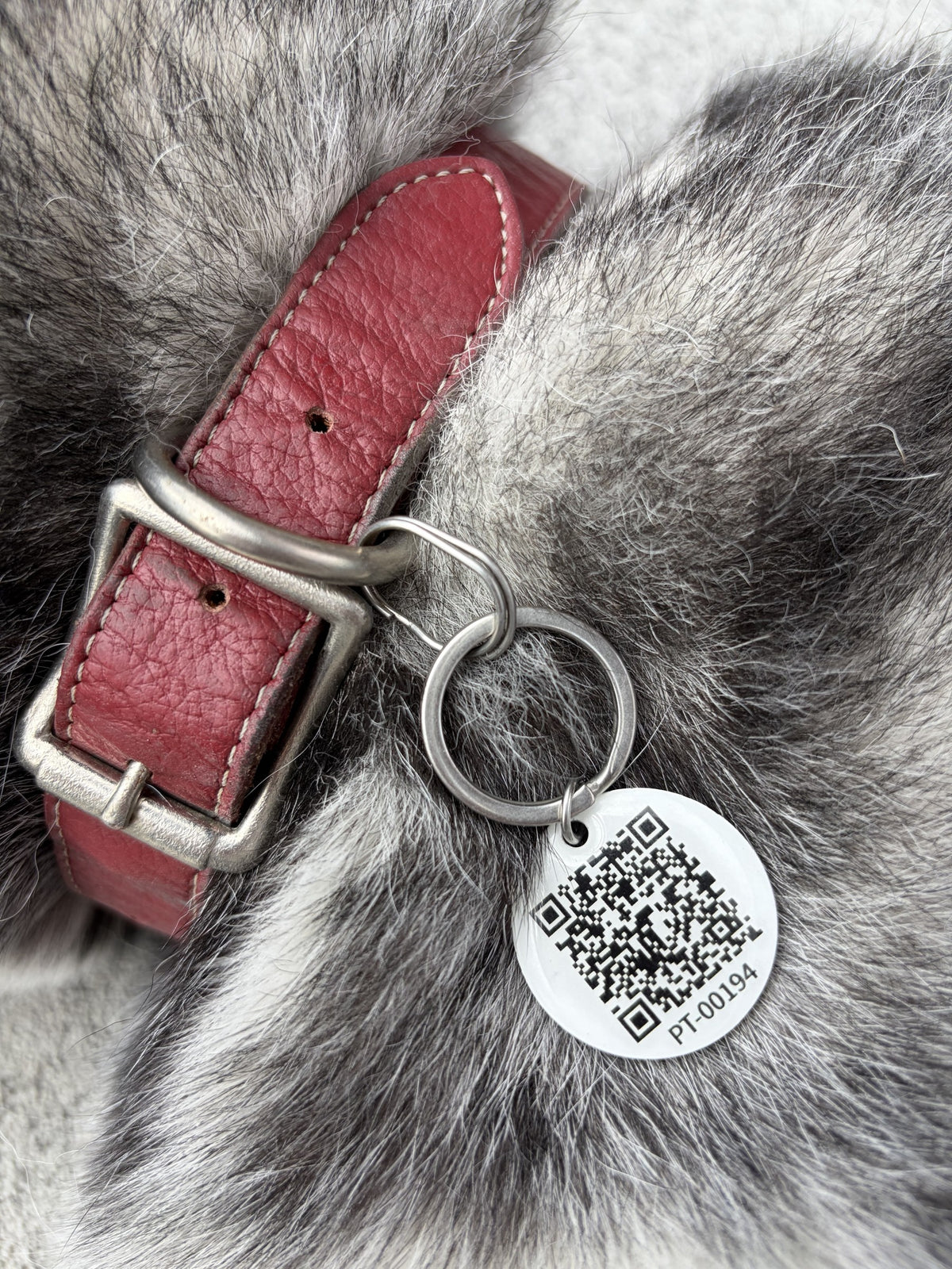 PawTrace Smart QR Pet Tag